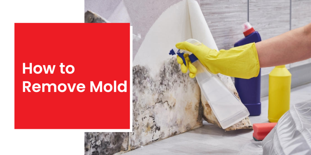 How to Remove Mold